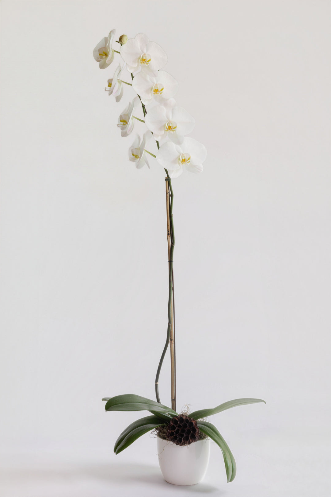Orchid - Premium