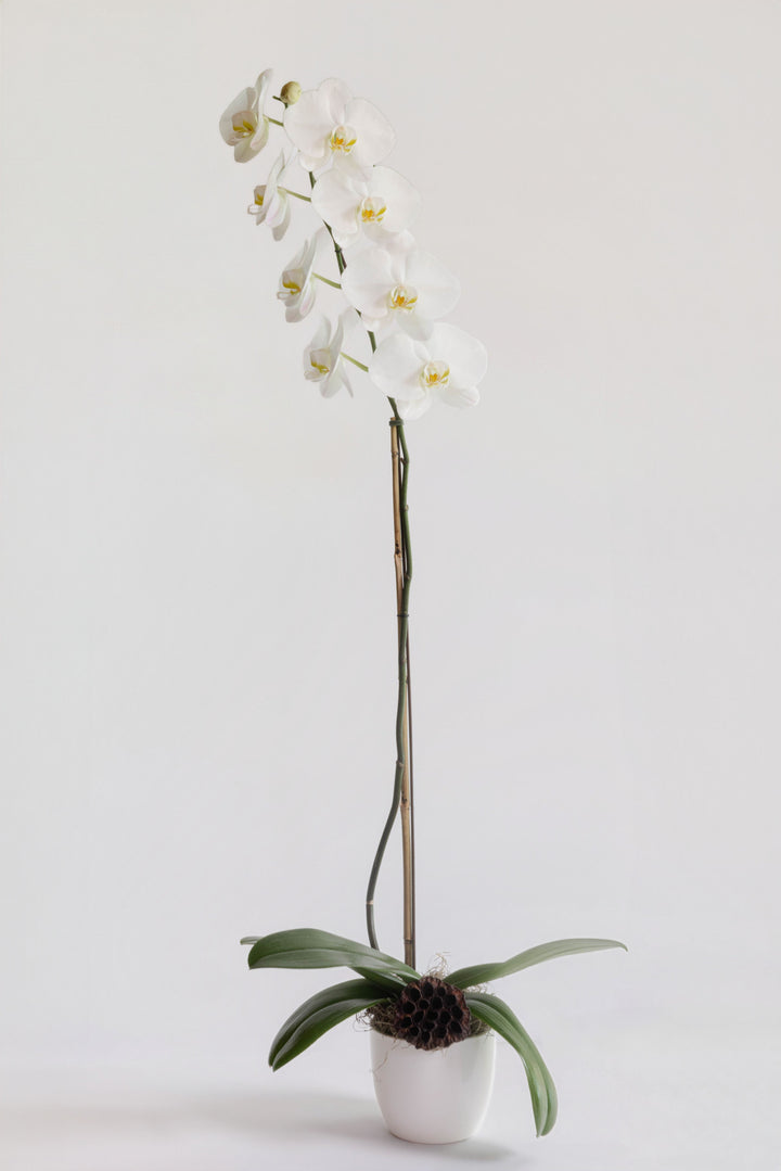 Orchid - Premium