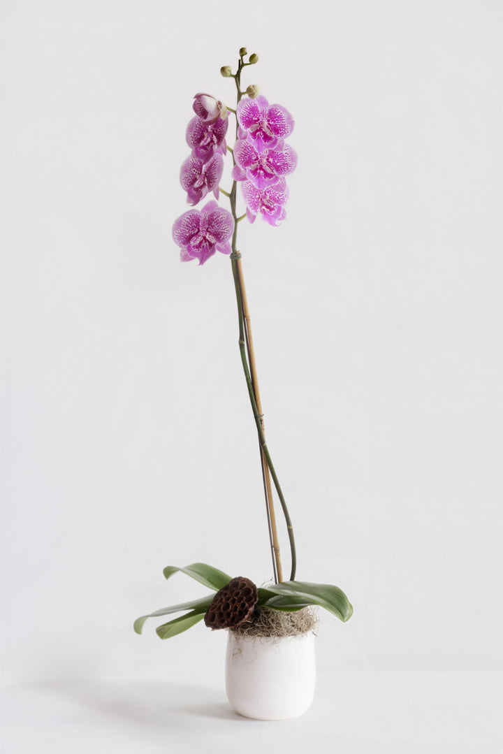 Orchid - Premium