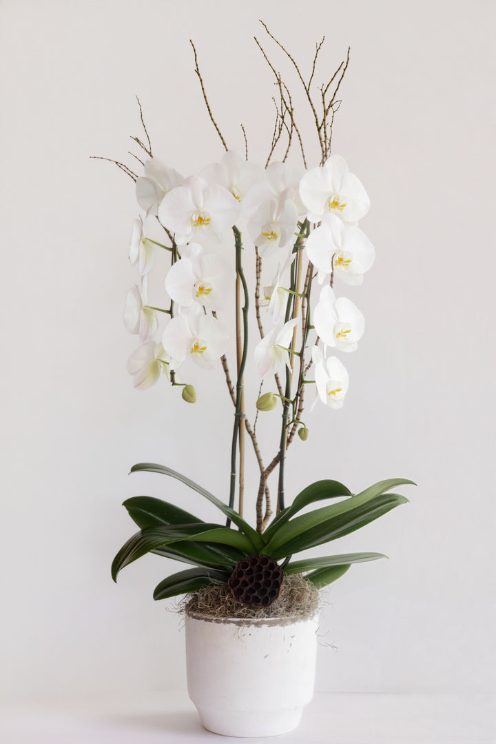 Orchid - Luxe