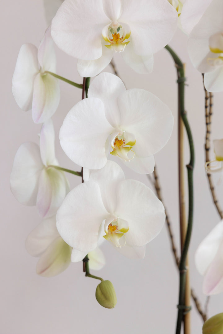 Orchid - Luxe
